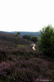 _DSC3187 Posbank Veluwe zoom