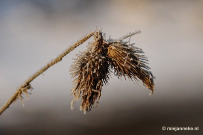 _DSC7602 Strabrecht