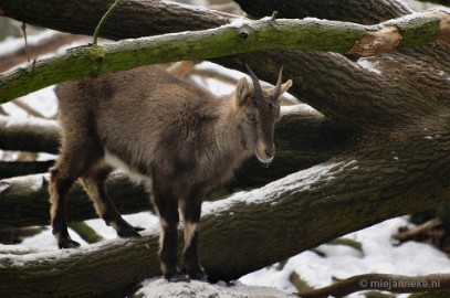 _DSC7073 Wildpark