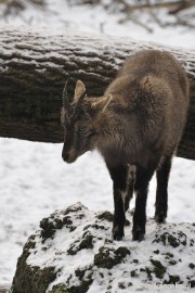 _DSC7098 Wildpark