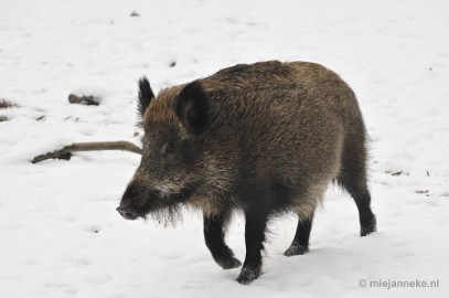 _DSC7126 Wildpark