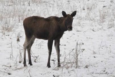 _DSC7150 Wildpark