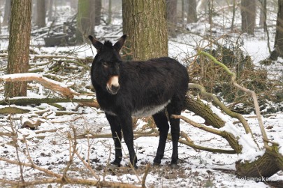 _DSC7235 Wildpark