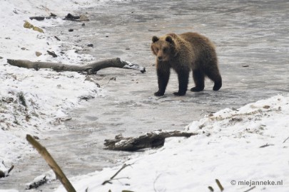 _DSC7272 Wildpark