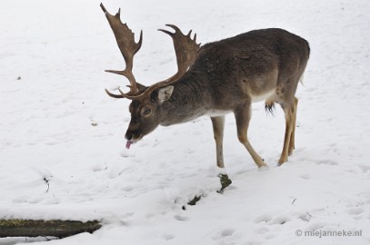 _DSC7283 Wildpark