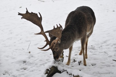 _DSC7298 Wildpark