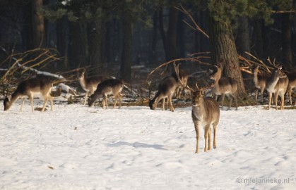 _DSC7330 Wildpark