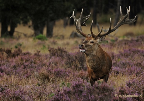 Brons op de Veluwe