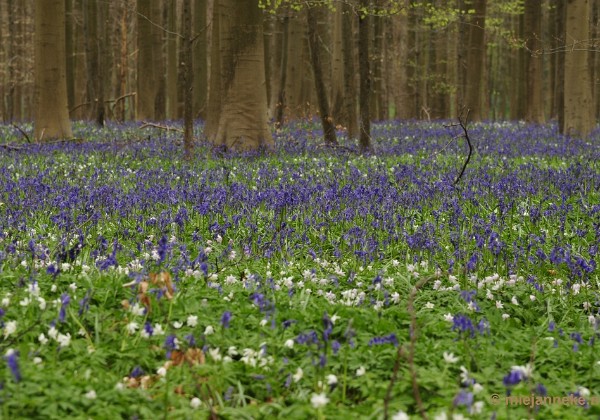 Hallerbos