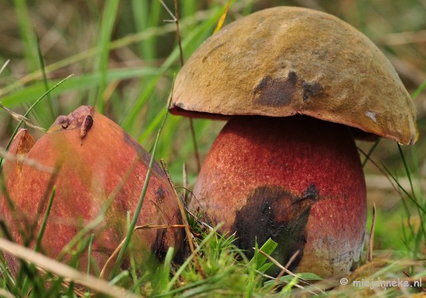 Paddestoelen