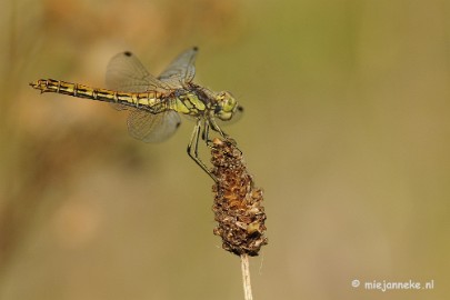 _DSC4223 Macro zoomdag Appelzak