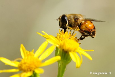 _DSC4448 Macro zoomdag Appelzak