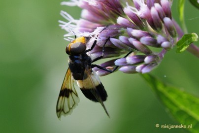 ivoorvlieg1 Macro zoomdag Appelzak