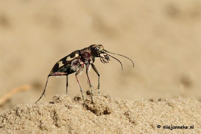 kever3 Macro zoomdag Appelzak