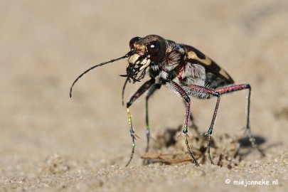 kever6 Macro zoomdag Appelzak