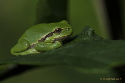 _DSC1527 Boomkikkertjes