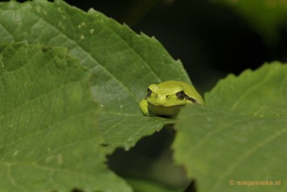 _DSC1555 Boomkikkertjes