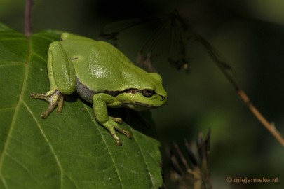 _DSC1651 Boomkikkertjes