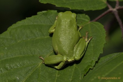 _DSC1658 Boomkikkertjes