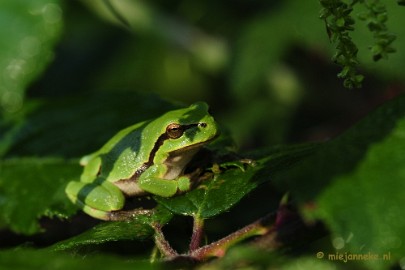 _DSC5840 Boomkikkertjes