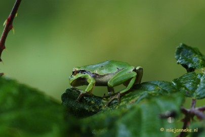 _DSC5862 Boomkikkertjes