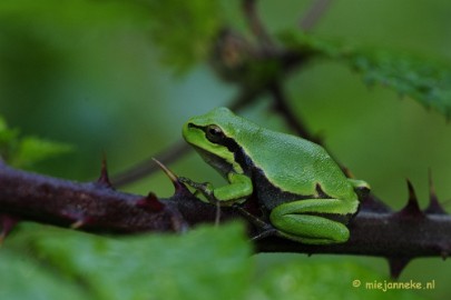 _DSC5926 Boomkikkertjes