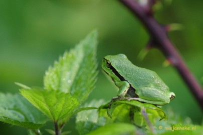 _DSC5969 Boomkikkertjes