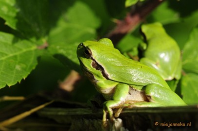 _DSC6057 Boomkikkertjes