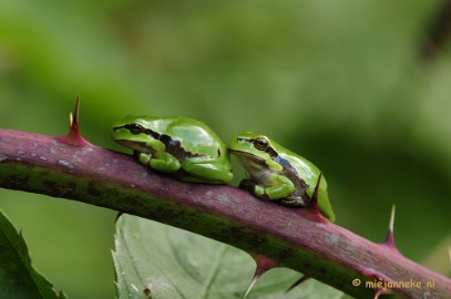 _DSC6094 Boomkikkertjes