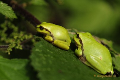 _DSC6188 Boomkikkertjes