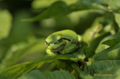 _DSC8779 Boomkikkertjes