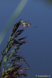 _DSC6638 Macro
