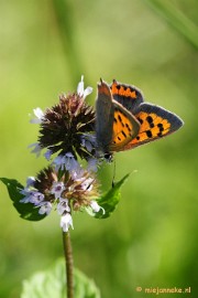 _DSC6832 Macro