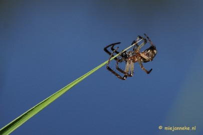 spin7 Macro