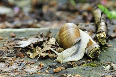 _DSC6193 Natuur in Hombourgh