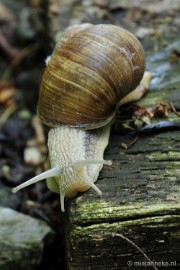 _DSC6206 Natuur in Hombourgh