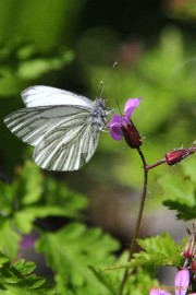 witje3 Natuur in Hombourgh