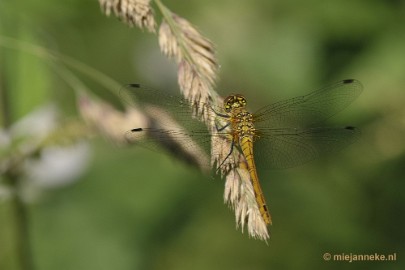 _DSC1553 Limburg