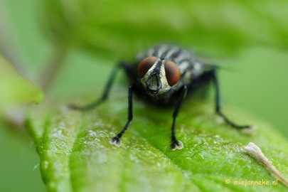 _DSC5745 Limburg