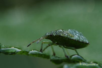 _DSC5766 Limburg