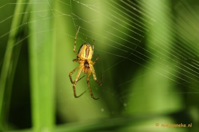 _DSC5803 Limburg