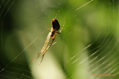 _DSC5810 Limburg