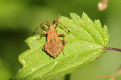 _DSC6073 Limburg