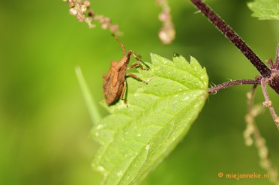 _DSC6074 Limburg