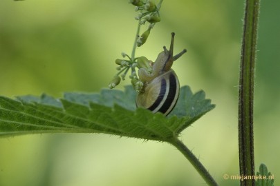 slak1 Limburg