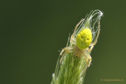spinnek3 Limburg