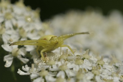 spinneke2 Limburg