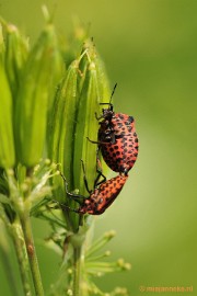 _DSC7990 Macro in de natuurtuin