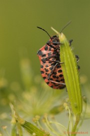 _DSC8006 Macro in de natuurtuin