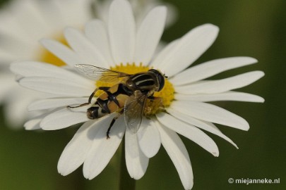 _DSC8023 Macro in de natuurtuin